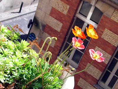 Mena's Mohn Balkon Paris 3.6.09